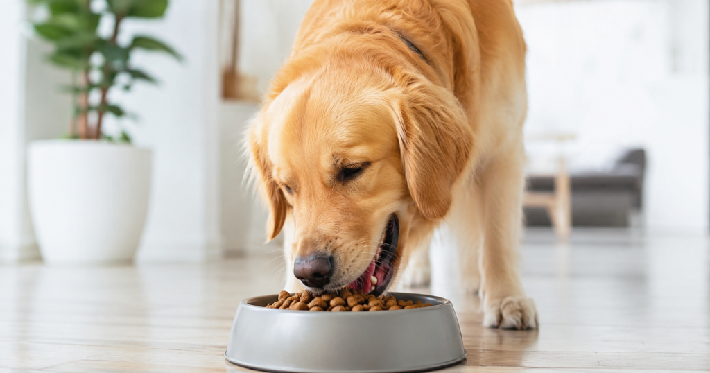 ドッグフードを食べる犬